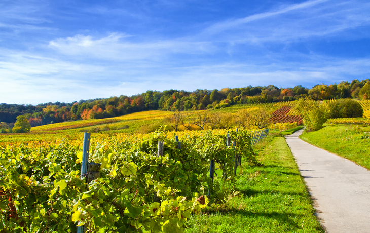 Weinberge Pfalz