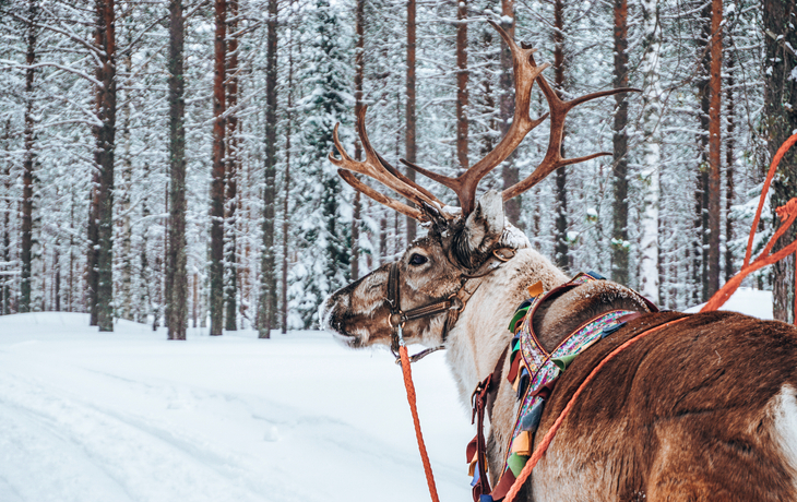 Rentierschlitten bei Rovaniemi in Lappland, Finnland